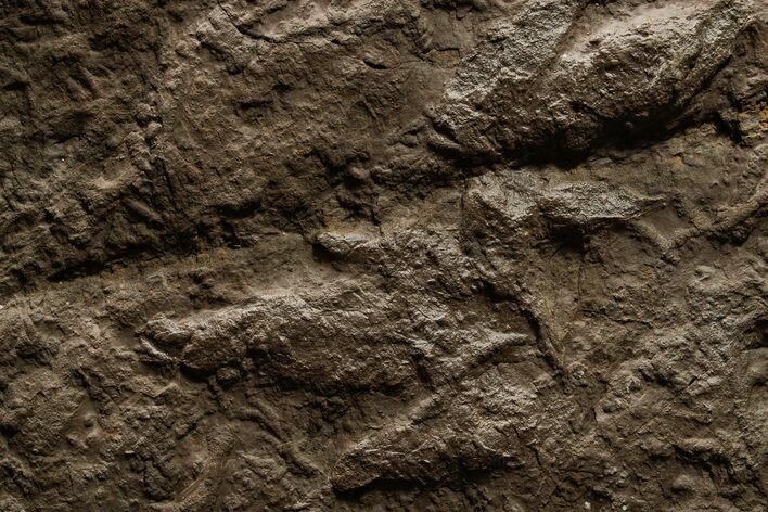 Shale with Dinosaur (Grallator) Footprints - Massachusetts #383426